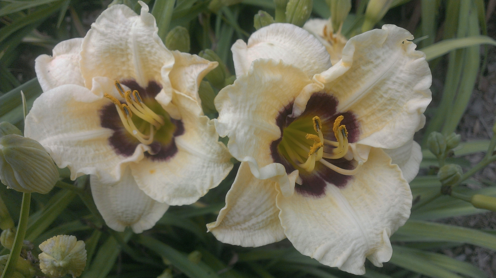 Daylily